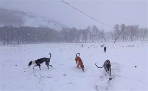 细犬中的战斗犬—蒙古细犬