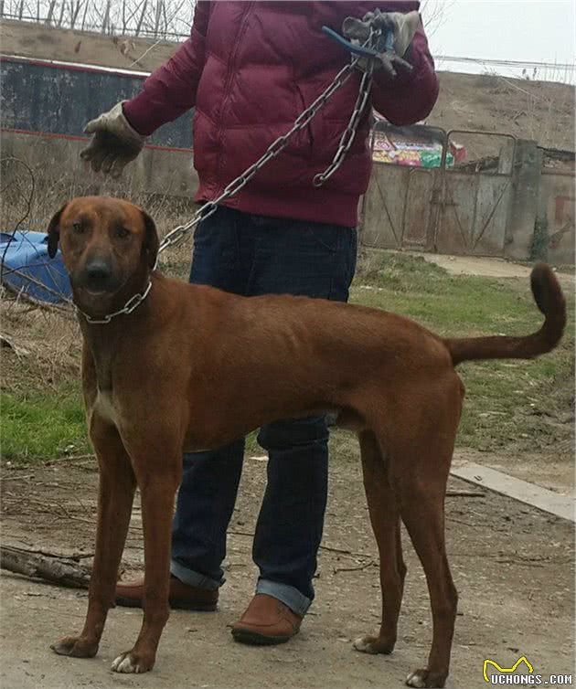 细犬中的战斗犬—蒙古细犬