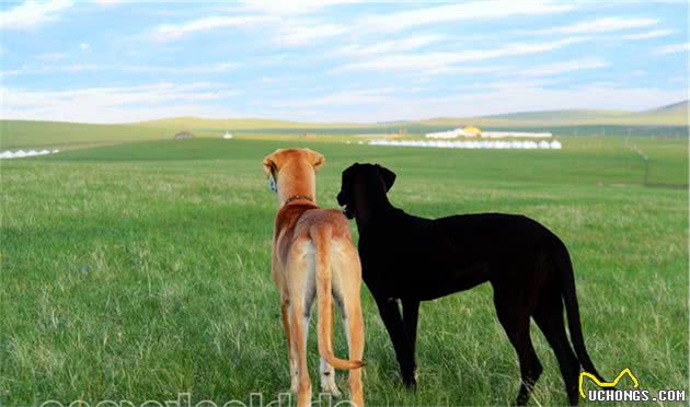 细犬中的战斗犬—蒙古细犬