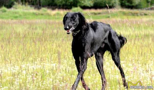 细犬中的战斗犬—蒙古细犬