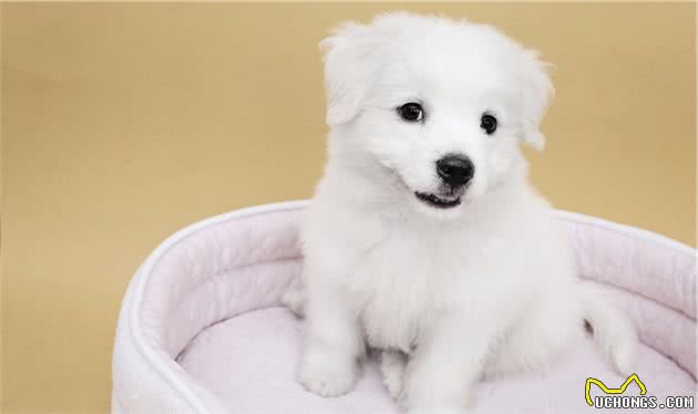 狗狗为什么狂叫不止？如何阻止狗狗吠叫？
