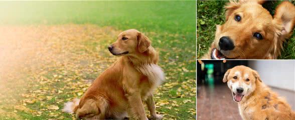 金毛犬掉毛严重，如何解决？5步缓解掉毛情况