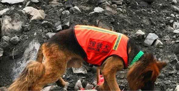 狗的嗅觉是人的100倍吗？