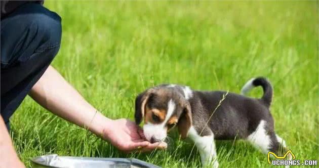 可爱乖巧的比格犬，竟是被当成实验犬最多次的狗狗，好心疼！