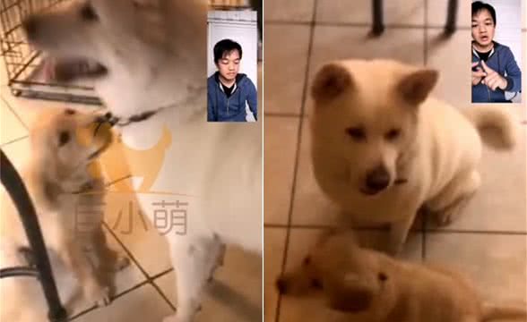 养过超乖秋田犬，美国主人受不了调皮小金毛，跨洋远程训犬