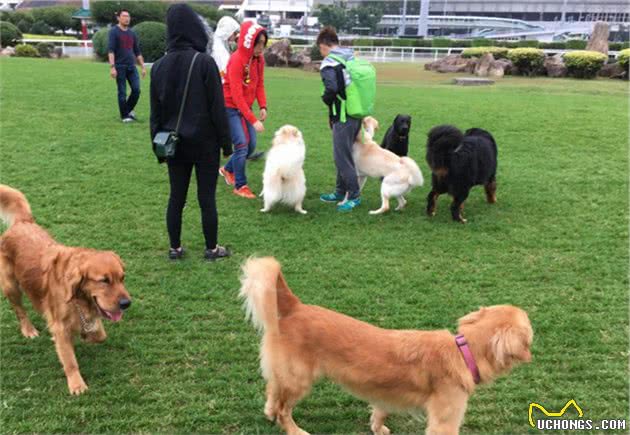 狗狗走丢后，应该去哪里找？