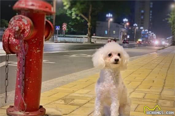 狗狗走丢后，应该去哪里找？