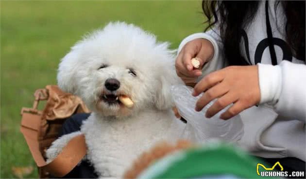 如果你家泰迪犬有这几种行为，可以给点零食，奖励一下