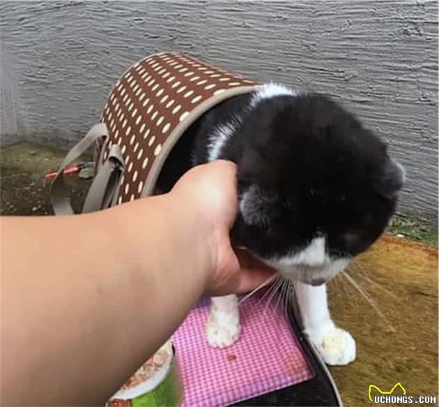 发病的折耳猫，被主人连猫带包丢在雨中，它强忍疼痛向陌生人示好