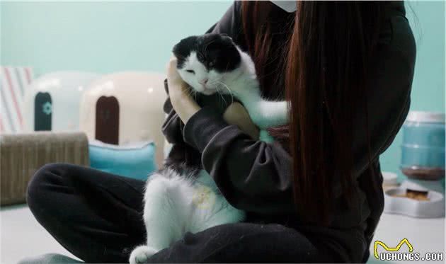 发病的折耳猫，被主人连猫带包丢在雨中，它强忍疼痛向陌生人示好