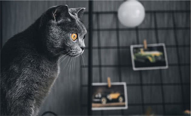 猫中“笑星”英国短毛猫的挑选及饲养注意事项全解析！看完全明白