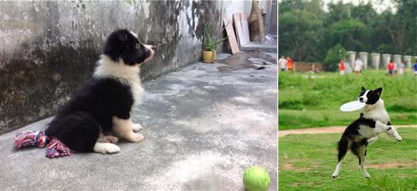 智商为负数的铲屎官，奉劝还是别养边牧了，我怕它会嫌你傻
