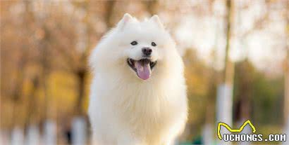 想养狗？看完再做决定！精心推荐十种让你欲罢不能的萌犬