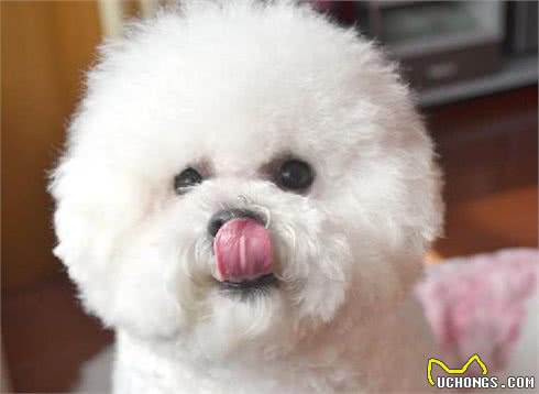 想养狗？看完再做决定！精心推荐十种让你欲罢不能的萌犬