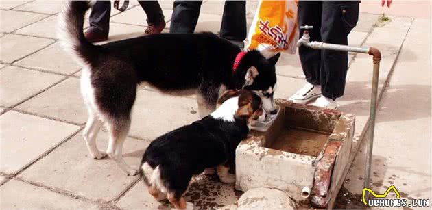 主人以为训狗全靠打，却忽视爱犬心理健康，正确教育需注意三点！