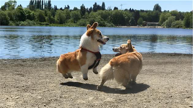 英国皇家犬基因究竟有多强大？