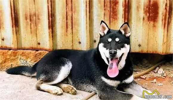 ?土狗不如洋狗？这五种土狗都不比国外的品种狗差