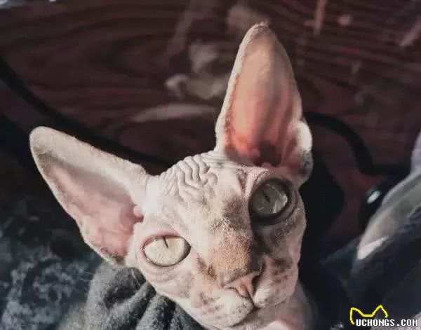 加拿大无毛猫