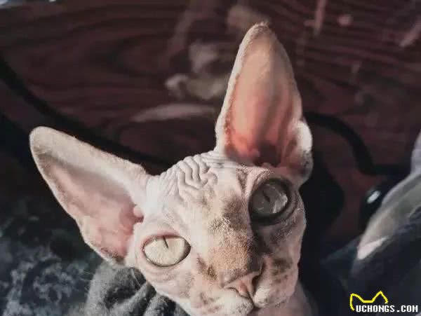 加拿大无毛猫