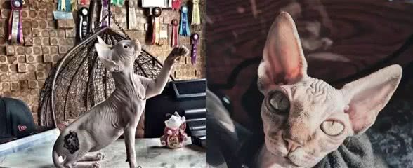加拿大无毛猫