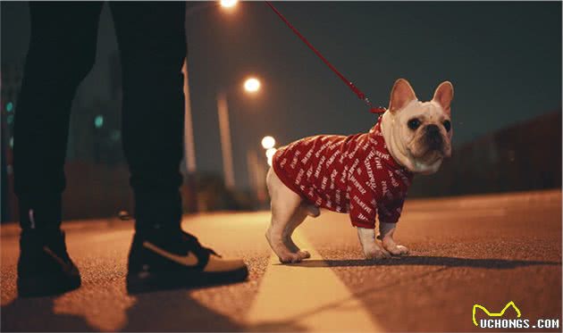 你的狗狗爱你吗？完成3个小细节，提升铲屎官和狗狗的亲密度