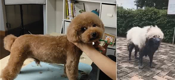 洁癖狗主人拥有这4款清洁好物，不用天天折腾狗子