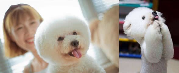 比熊犬如果经常对你做这6个动作，代表它已经爱上你了