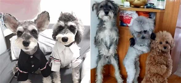 想要养好一只雪纳瑞，这6件事铲屎官最好少做，不然无法挽回