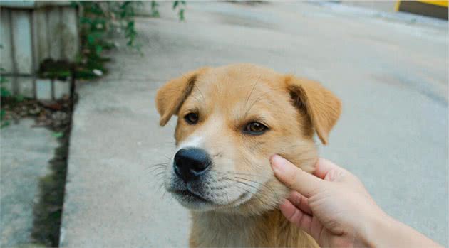 中华田园犬“平均寿命”下降，其实背后都有原因