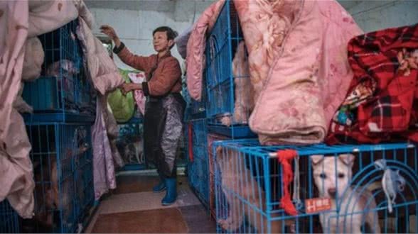 68岁中国女人与她的1300只犬，100只猫和四匹马合住