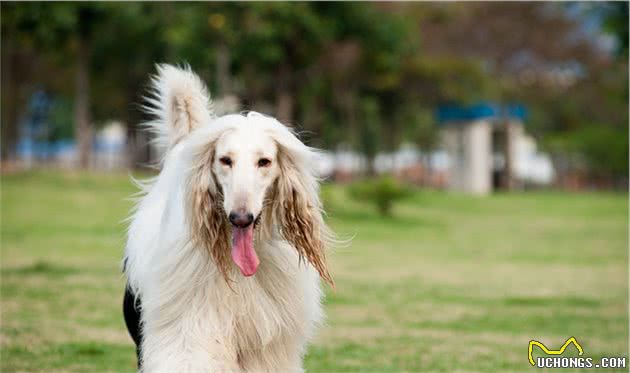 伴侣犬驯养过程中，常见的寄生虫病有哪些，你知道吗