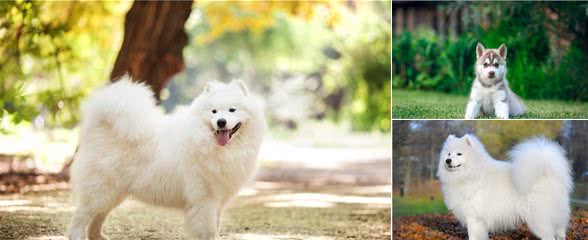 伴侣犬驯养过程中，常见的寄生虫病有哪些，你知道吗