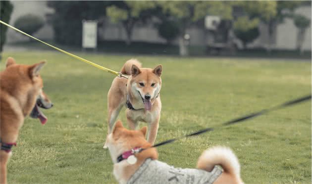 带柴犬散步，轻松出门的五个实用秘诀