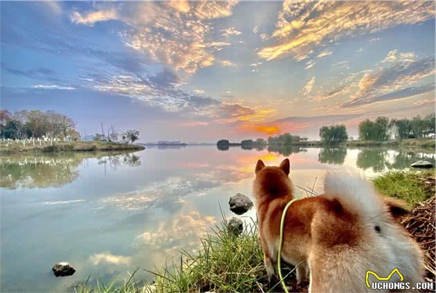 带柴犬散步，轻松出门的五个实用秘诀