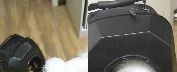 主人说出门，狗子马上冲到包里呆着，让铲屎官笑喷，真是太迅速了