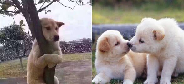 我家狗狗总是吠叫,是怎么了?看到了什么不该看的东西吗?