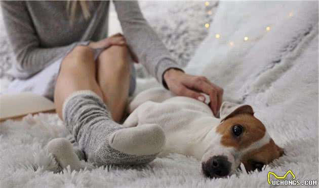 狗狗咬臭袜子，除了喜欢主人的味道，还因为喜欢臭臭的东西