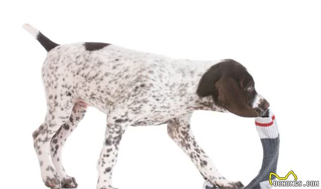 狗狗咬臭袜子，除了喜欢主人的味道，还因为喜欢臭臭的东西