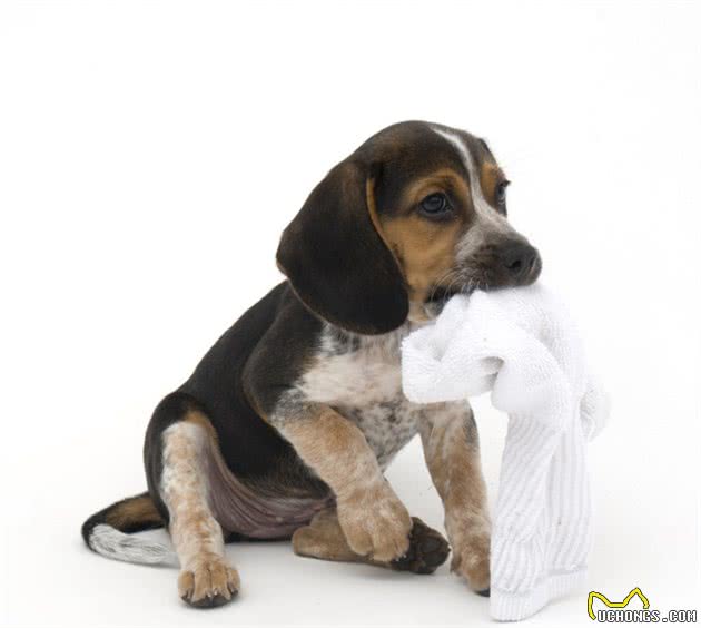 狗狗咬臭袜子，除了喜欢主人的味道，还因为喜欢臭臭的东西