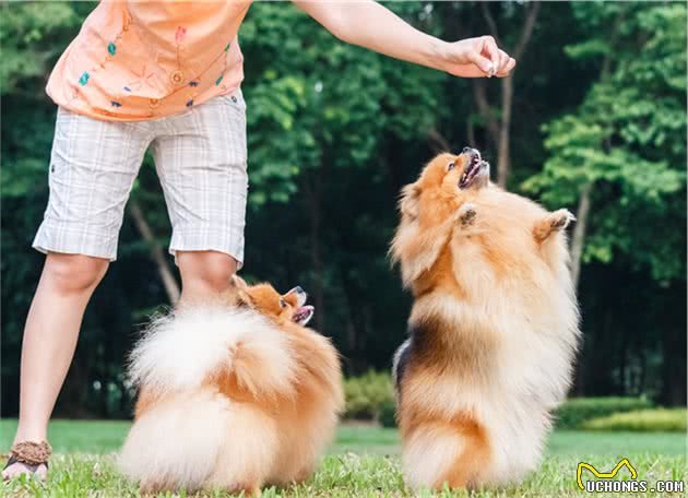 训练博美犬的黄金期，主人不要错过了