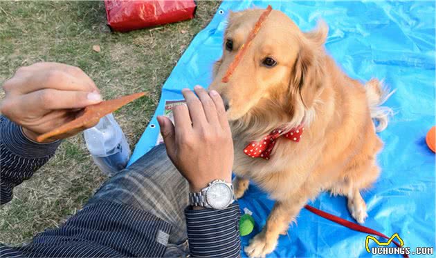 幼犬的性格，活跃或胆小一测就知，你家狗适合你吗？