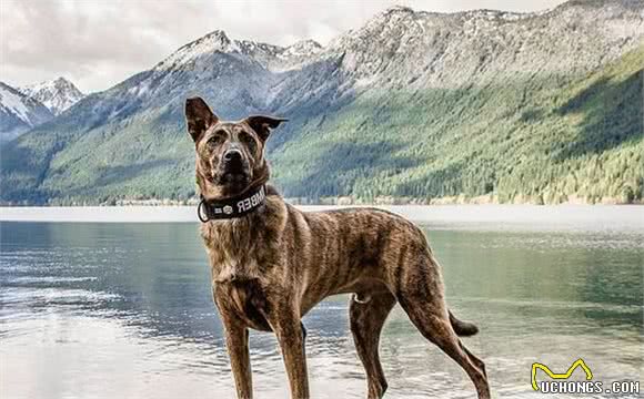 虎斑犬在国内被嫌弃，国外主人却超爱：散步都被夸帅