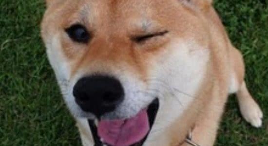 干狗粮怎么做把自己对狗狗的爱全都洒在狗粮里