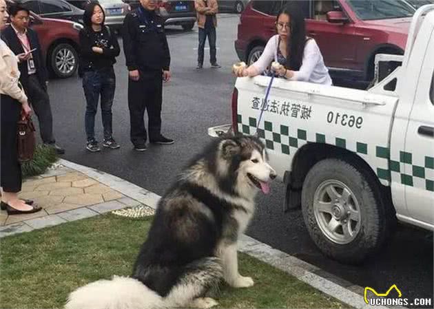 铲屎官路过却突然被陌生狗狗熊抱，警察到场仍不愿松开