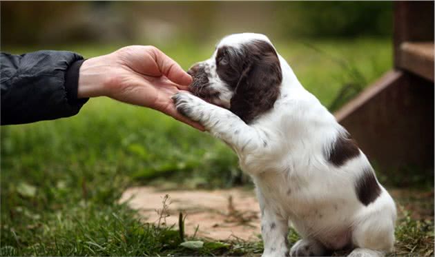 训犬师分享的5个养狗规则，不管对新手主人，还是老手主人都有用