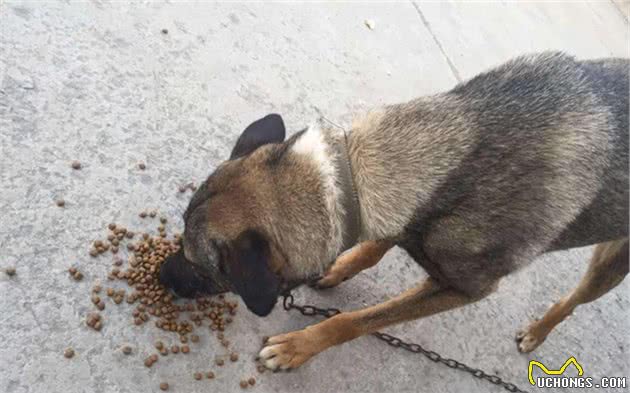 辟谣，长期喂食泡软狗粮无助肠胃吸收，严重还将导致犬类牙炎