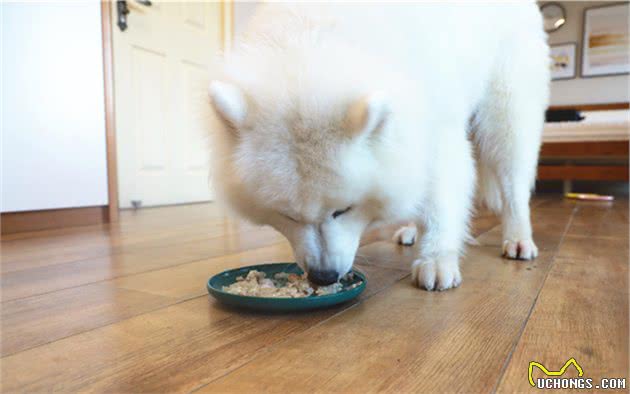 辟谣，长期喂食泡软狗粮无助肠胃吸收，严重还将导致犬类牙炎