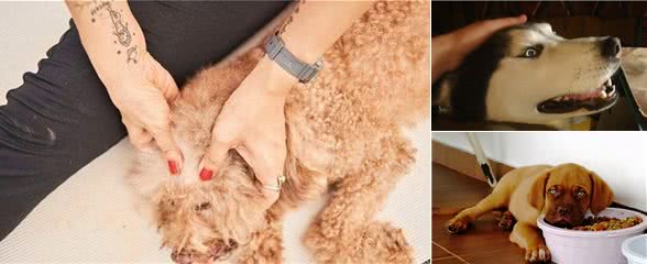 这几种“撸狗方法”，如果你都不会，那就out了