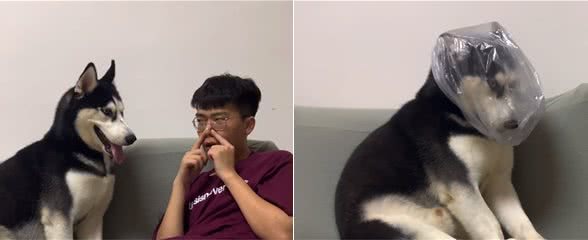 哈士奇有口臭，男主人吃下臭豆腐与之抗衡，反被二哈热情亲吻