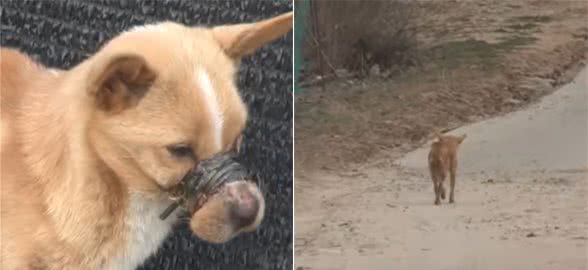 狗狗的嘴巴被人捆绑起来丢弃，有食物只能闻，被发现时已化脓严重